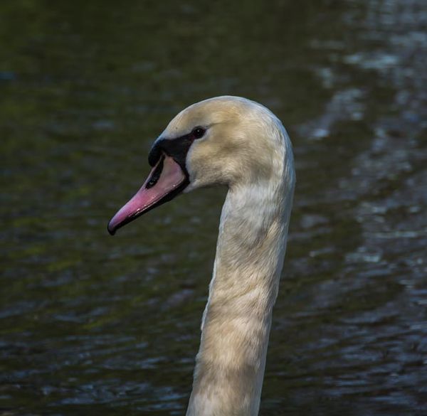 swan portrait...