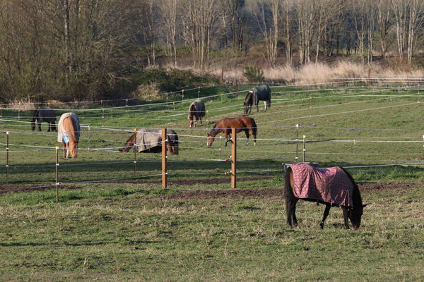 Horses enjoying the spring grass...
