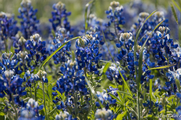 A healthy vibrant patch of Bluebonnets...
