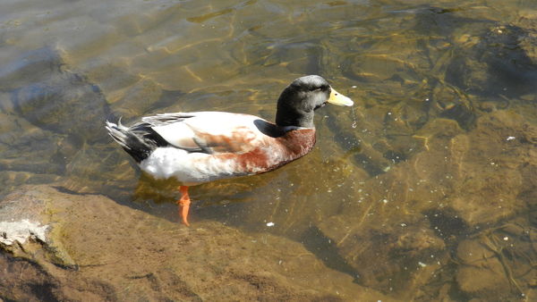 Mystery duck!...