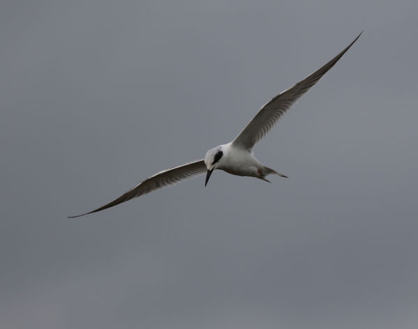 Forsters Tern...