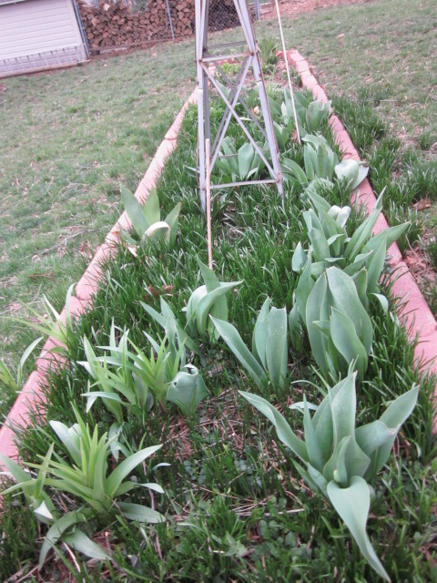 Tulips and daylilies are coming up...