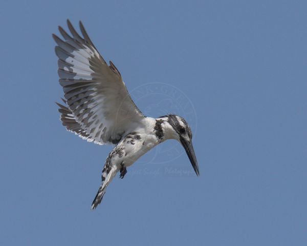 Pied Kingfisher - hovering......