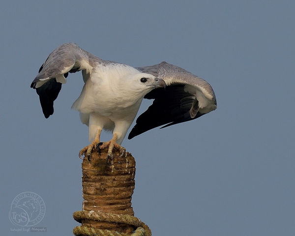 White Bellied Sea Eagle - moments before lift off....