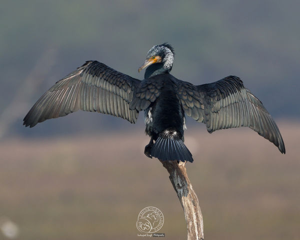 Great Cormorant - spreading its wings......