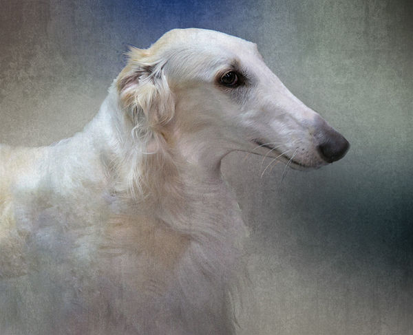 Кошка русская борзая
