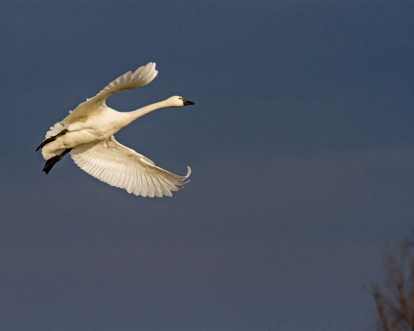 1st sign is the return of the Tundra Swans...