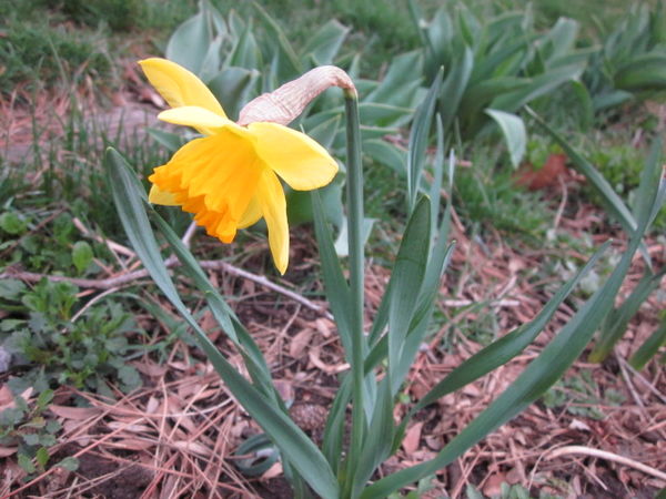 A Lonely daffodil...