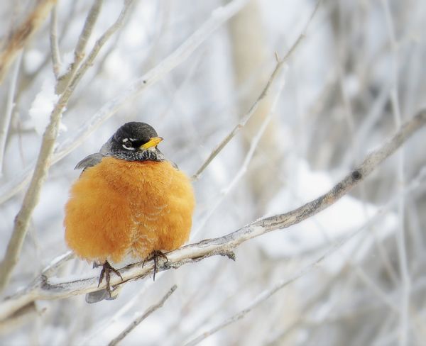 A Robin all puffed up on a spring day...