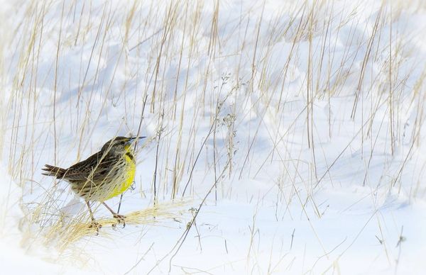 I think this meadowlark is wondering when this sno...