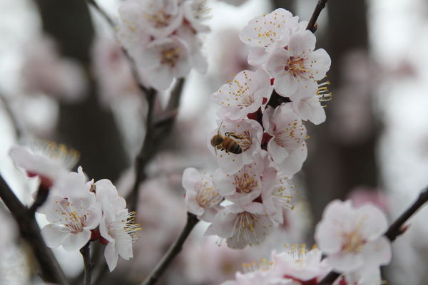 Bee working on cherry blossom...