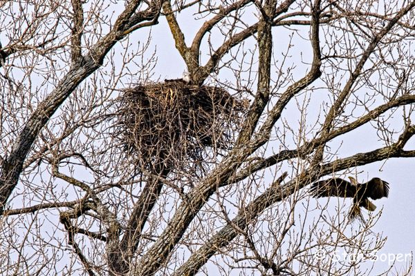 Male landing on nest....