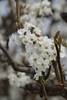 Spring has sprung in Central California - the appl...