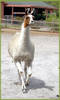 Tony Llama, he is mostly white apart from his brow...