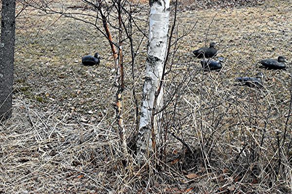 decoys  near a birch tree...
