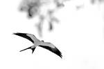 Swallowtail Kite...