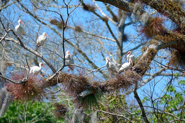 A closer view of a few of the Ibis and air plants...