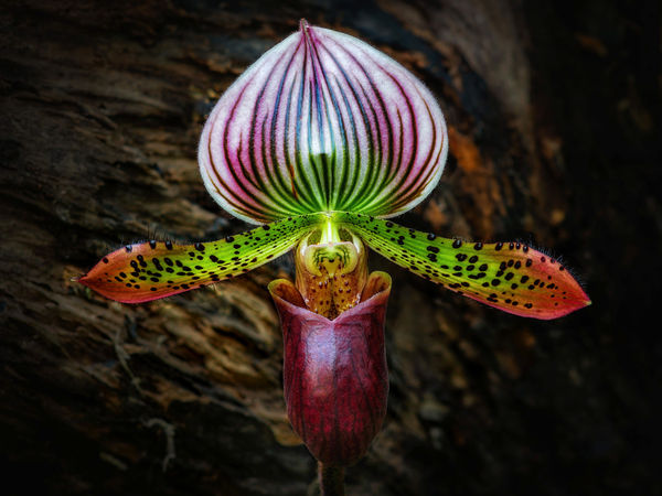 Tropical Lady Slipper Orchid...
