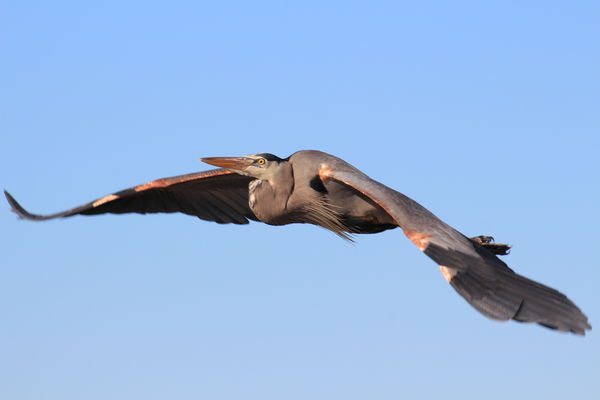 Great Blue Heron, in Flight...