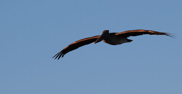 Brown Pelican, Immature, in Flight...