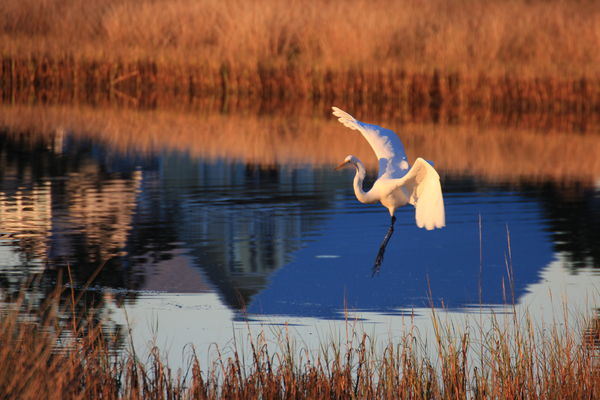 White Egret...