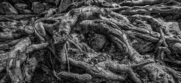 Lots of interesting roots exposed by the river....