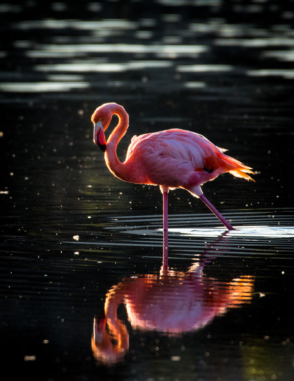 This Flamingo was probably 200 yards away. I was a...