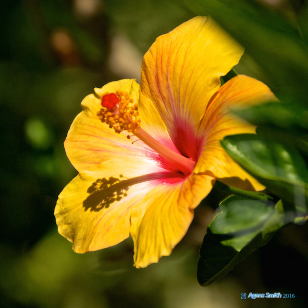 A hibiscus where we stop to eat yesterday on way h...