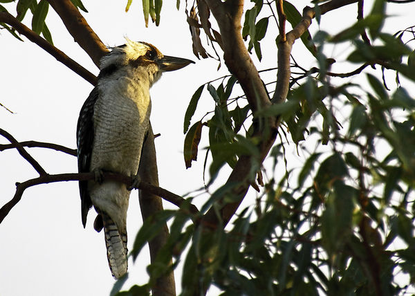 Kookaburra in late afternoon sun....