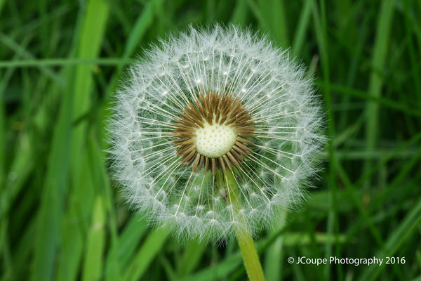 Different look at a dandelion...