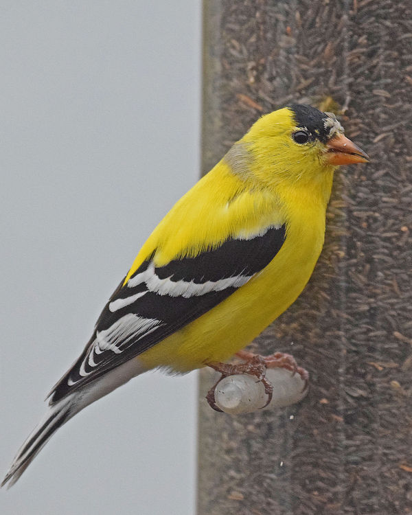 Yellow Finch at our Feeder...