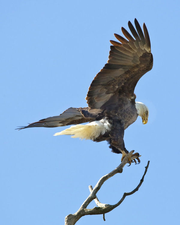 Eagle In Valley Park (Simpson Lake) Missouri...