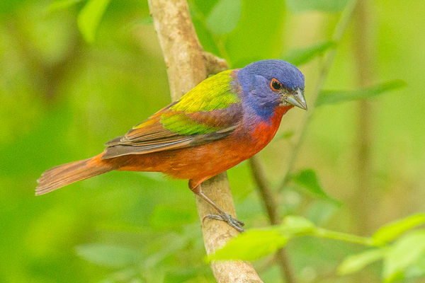 Painted Bunting 1DX 600mm f4 handheld...