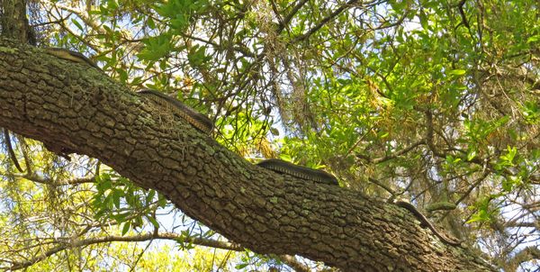 Snake in a tree overhead...