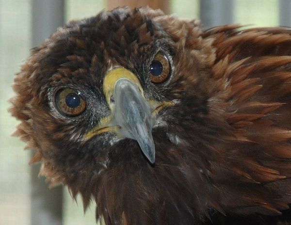This golden eagle is at the AEF sanctuary.  I was ...