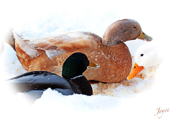 snowbound Ducks...