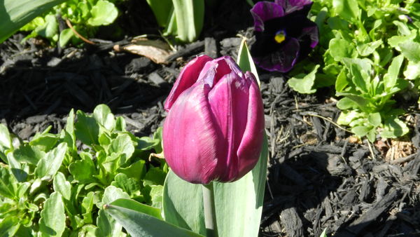 I just love this purple tulip!...