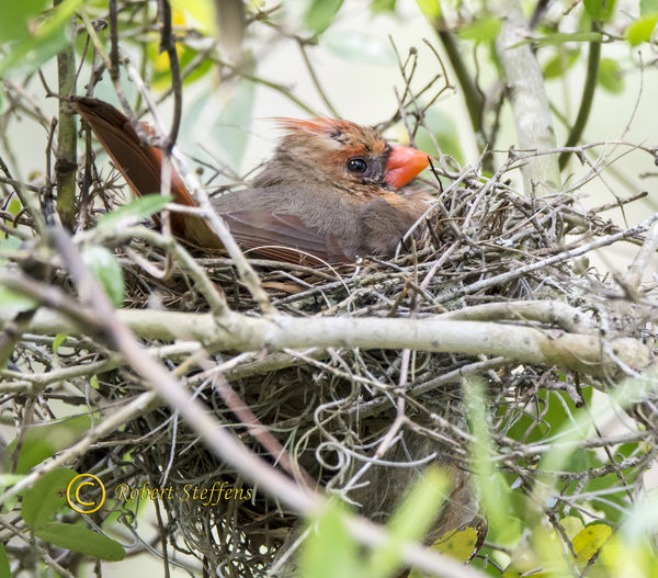 Northern Cardinal, female nesting...