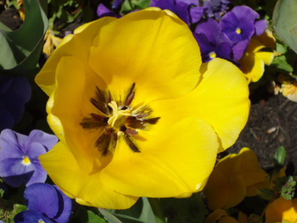 Yellow tulip..my favorite color!...