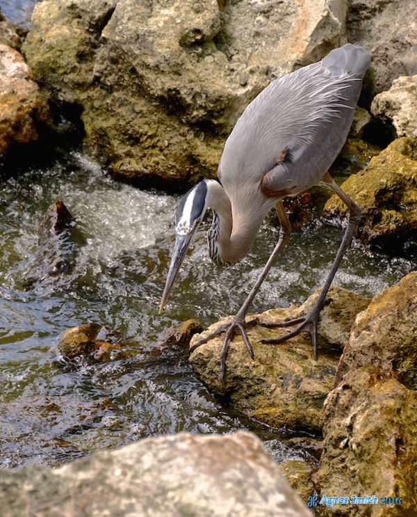 I know that blue herons are here year round put th...