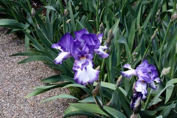 Gorgeous Iris-Haven't seen this one before!...