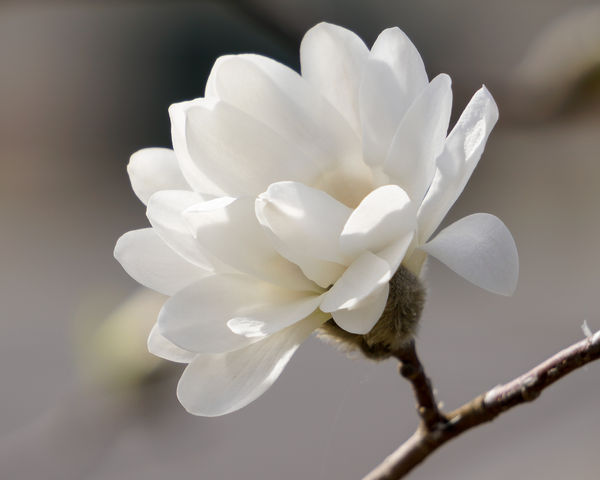The magnolia tree is now in bloom....