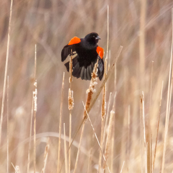 Red-winged Blackbirds have returned to the wetland...