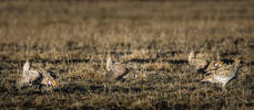 An amazing ceremony..sharptail at a "lek" for thei...