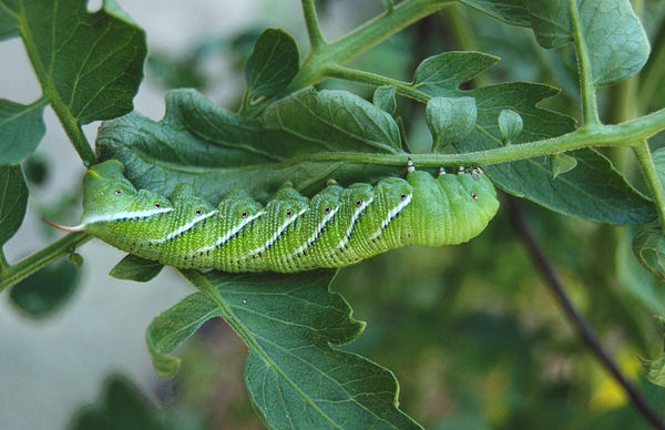 green caterpillar...