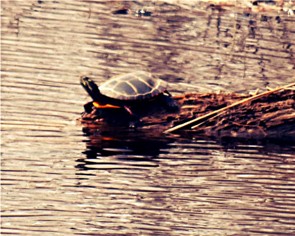 a Painted Turtle...