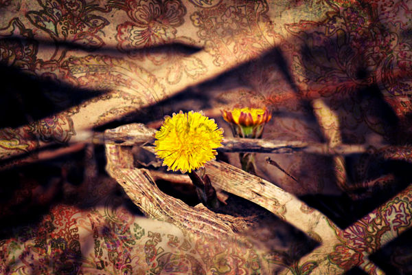 a Coltsfoot in blossom in my yard!...