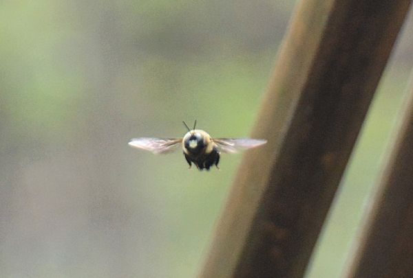 and a bee/   Sorry, not very clear...