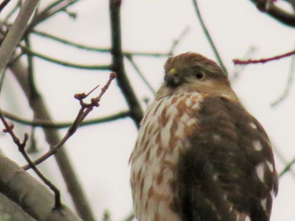 Sharp-shinned Hawk - rounded head, course breast s...