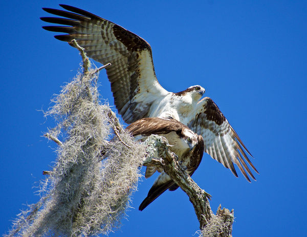 Osprey: Pandion haliaetus...